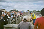 FEILDING SALEYARD GUIDED TOURS - Feilding, Manawatu