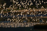 PUKOROKORO MIRANDA SHOREBIRD CENTRE - Auckland